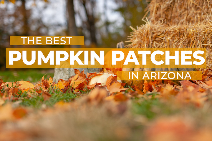 Best Pumpkin Patches in Arizona
